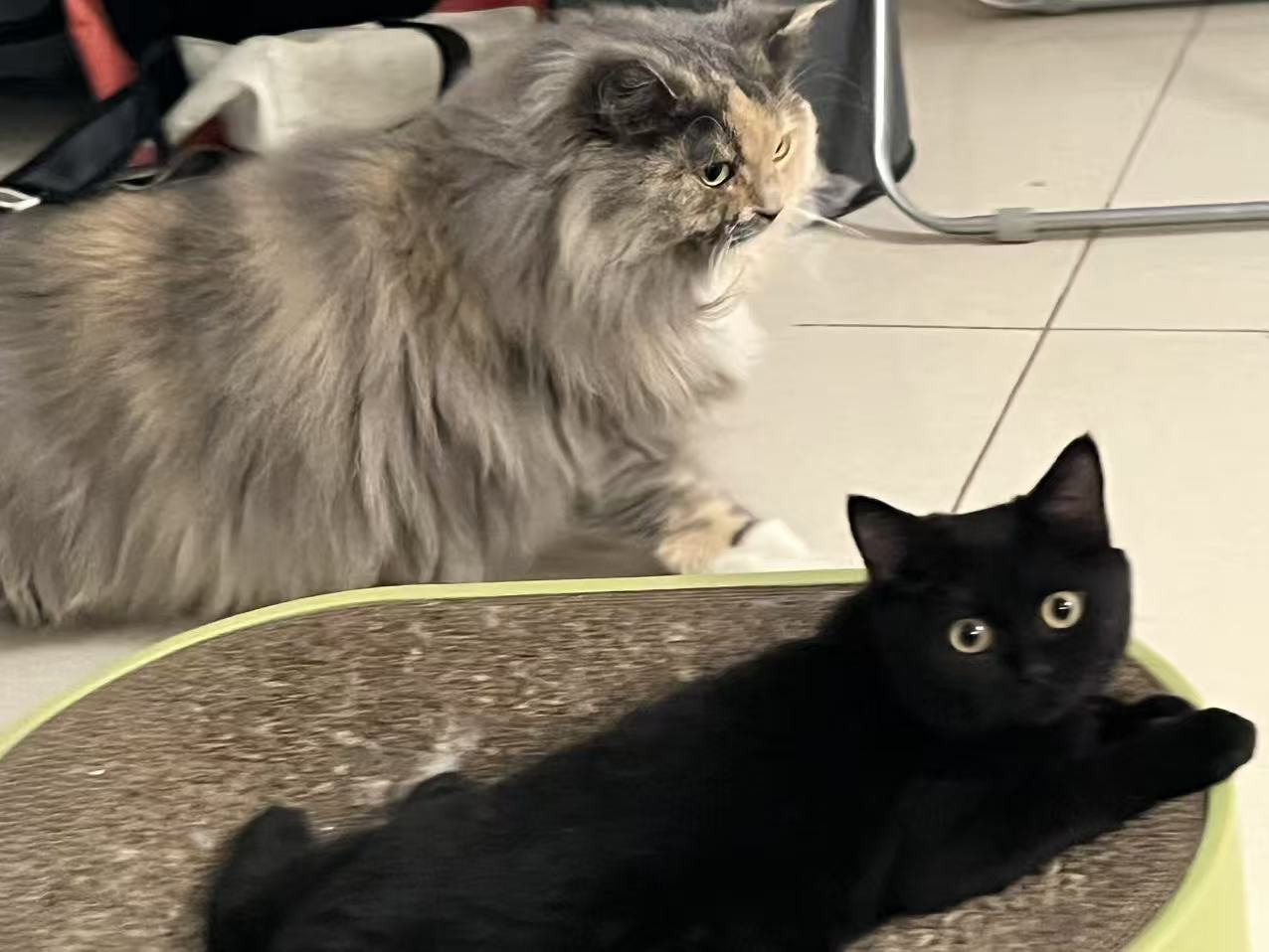 Our two cats